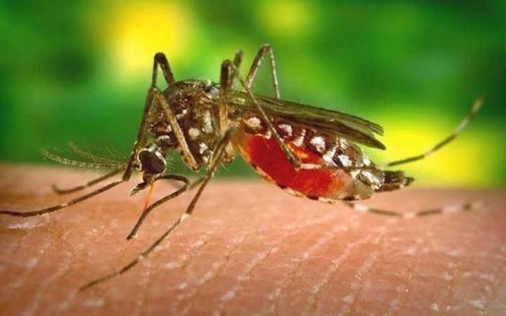 দেশে আরও ২১০ জন ডেঙ্গু রোগী হাসপাতালে ভর্তি