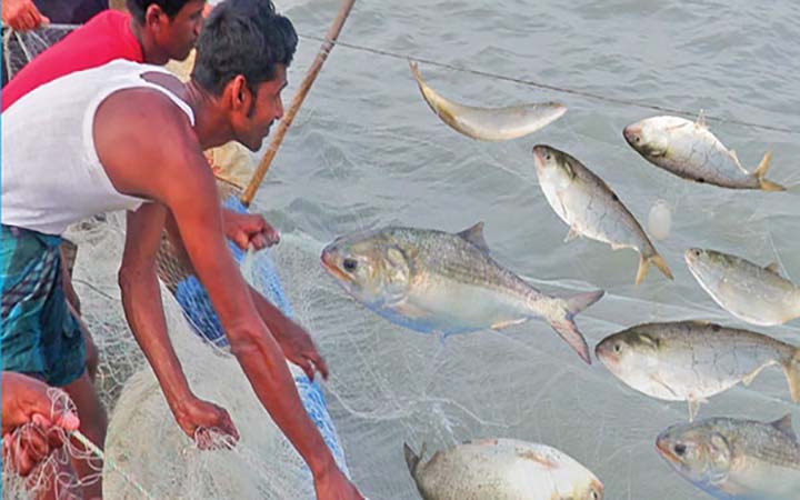 আজ মধ্যরাত থেকে ইলিশ ধরায় নিষেধাজ্ঞা