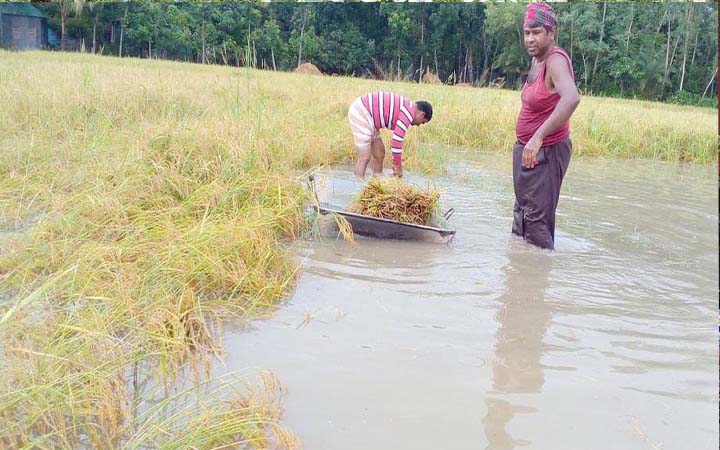 পাবনায় ৫ শতাধিক বিঘা জমির ধান পানির নিচে, শ্রমিক সংকট
