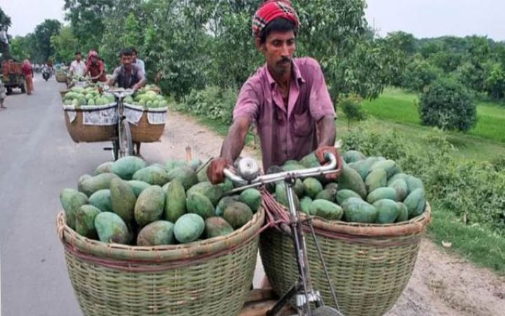 ফজলি আম নিয়ে দুই জেলার টানাটানি, শুনানি আজ