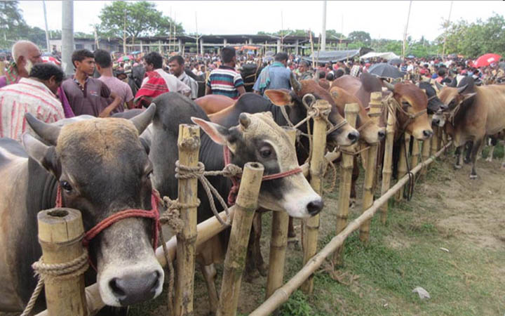কোরবানির হাটে যে পাঁচ জাতের গরু বেশি জনপ্রিয়