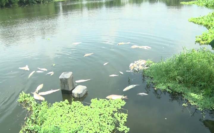 কুষ্টিয়ায় বিষ প্রয়োগে ১৫ লক্ষ টাকার মাছ নিধন