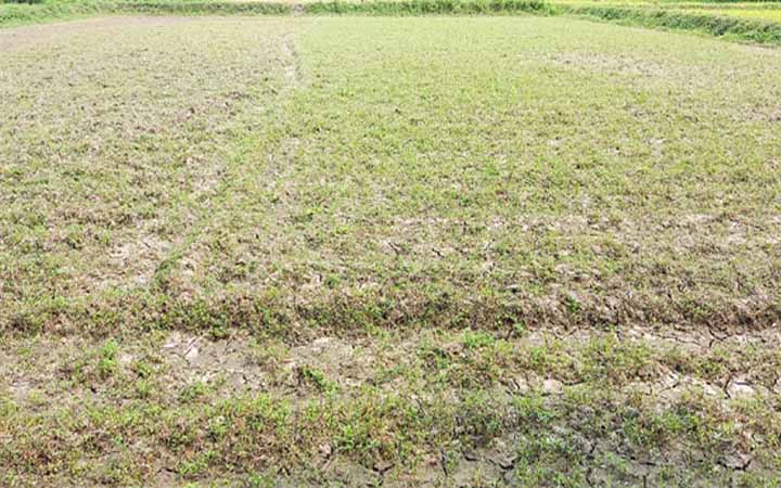 তীব্র খরায় বাগেরহাটে আমন উৎপাদন ব্যাহত