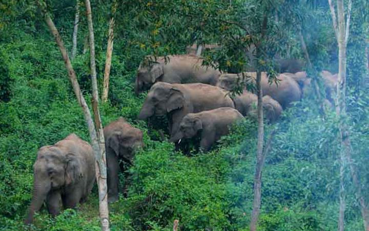 শেরপুরে বন্য হাতির আক্রমণে যুবক নিহত
