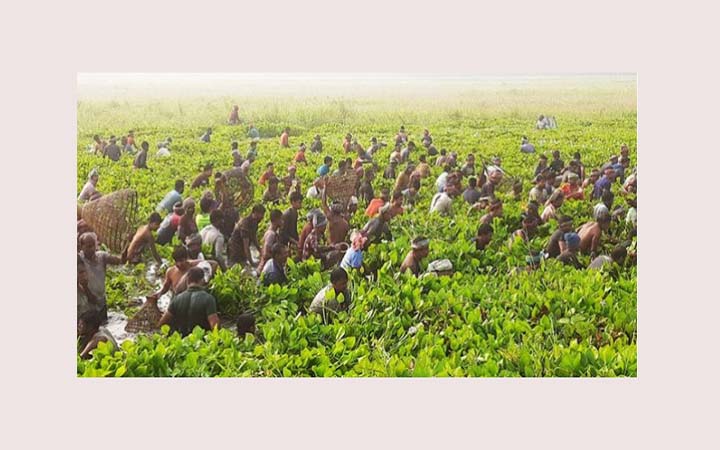 চলনবিল অঞ্চলে মাছ ধরার উৎসব