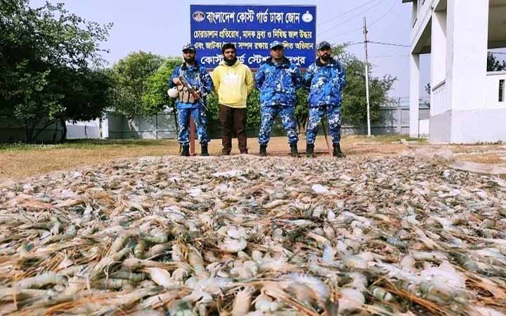 চাঁদপুরে জেলি পুশ করা ১০২০ কেজি চিংড়ি উদ্ধার