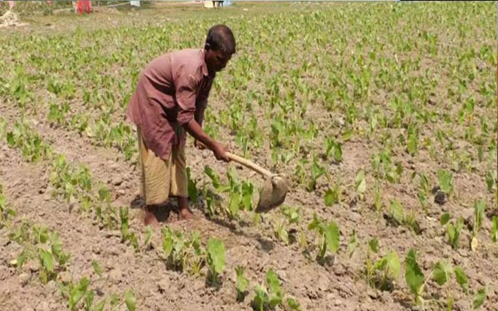 তাপপ্রবাহ থেকে ফসল রক্ষায় নির্দেশিকা