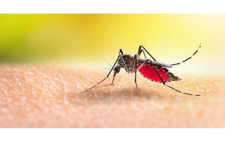 ডেঙ্গুর গন্তব্য কোথায় গিয়ে থামবে বলা যাচ্ছে না : স্বাস্থ্য অধিদফতর