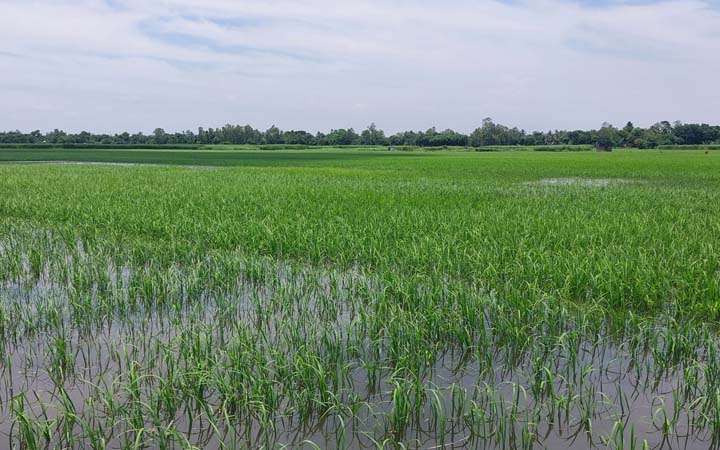 ইউপি চেয়ারম্যান ও শ্রমিকলীগ নেতার বিরুদ্ধে লীজের নামে পুরো বিল দখলের অভিযোগ