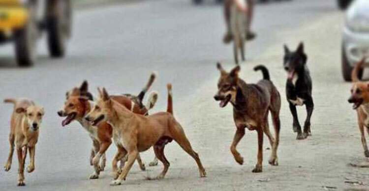 আখাউড়ায় বেওয়ারিস কুকুরের কামড়ে আহত ৬