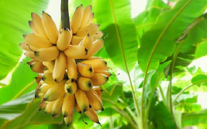 শরীরকে সুস্থ রাখতে প্রতিদিনের খাদ্যভাসে রাখুনএকটি করে কলা