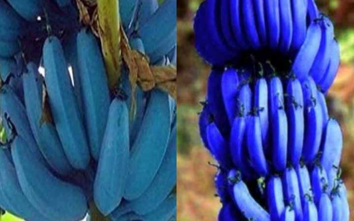এই নীল রংয়ের কলা সবচেয়ে বেশি জনপ্রিয় কেন?