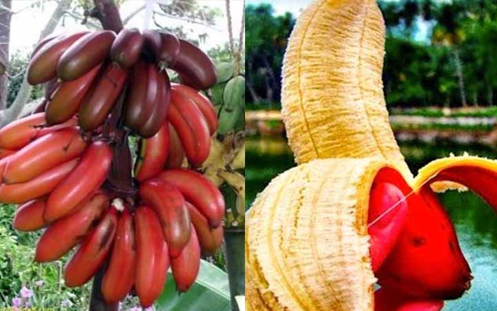 বহু গুণে ভরপুর লাল রংঙের এই কলা