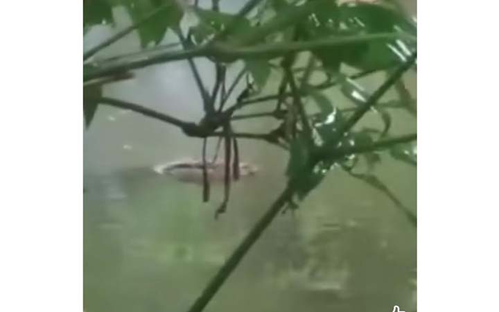 লাড়কির ঘর থেকে পুকুরে পড়ল কুমির, এলাকায় তোলপাড়