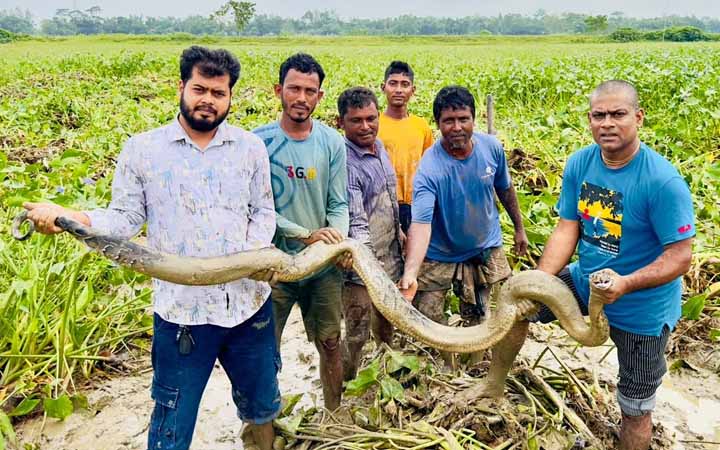 শ্রীমঙ্গলের ধানখেত থেকে অজগর উদ্ধার