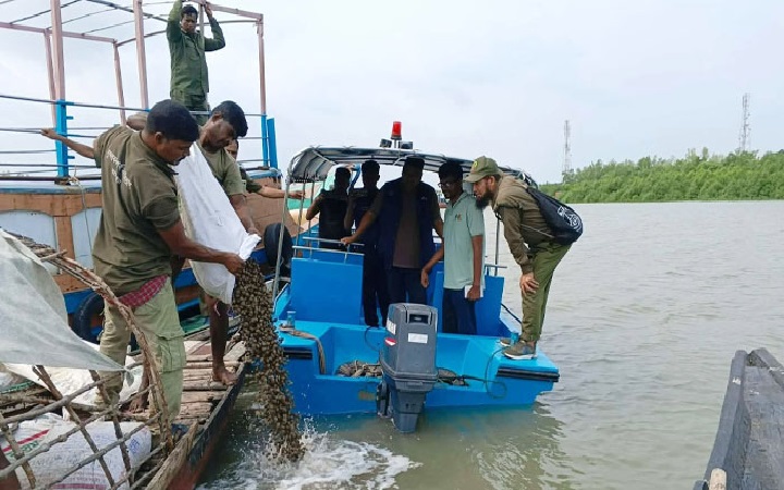 শ্যামনগরে জব্দকৃত ২টন শামুক সুন্দরবনের নদীতে অবমুক্ত