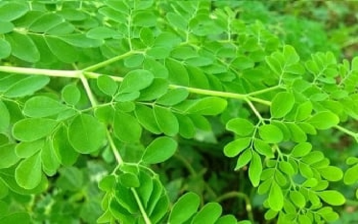 গবেষণা থেকে জানা গেল, পানির ৯৮ শতাংশ দূষণ দূর করবে সজনে গাছ