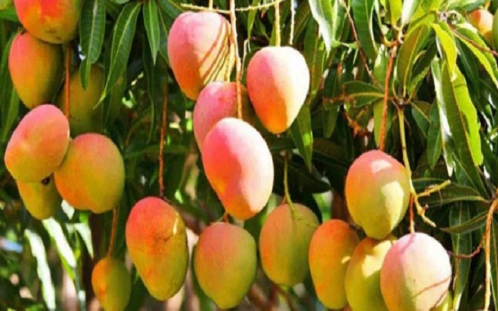 ভালো আম চেনার কিছু সহজ উপায়