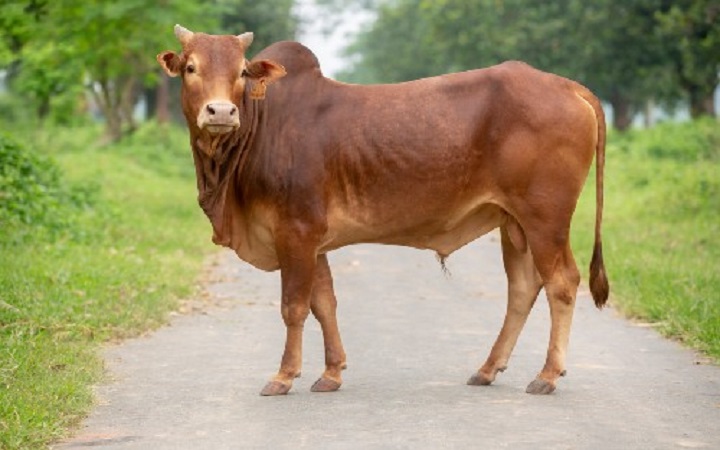 কি পরিমাণ সম্পদ থাকলে কোরবানি ওয়াজিব