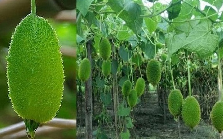 কাঁকরোল খাবেন যেসব উপকারের সন্ধানে