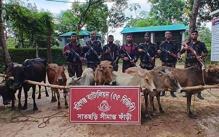 হবিগঞ্জের সাতছড়ি বনে গরুর সঙ্গে ইয়াবা-গাঁজা উদ্ধার