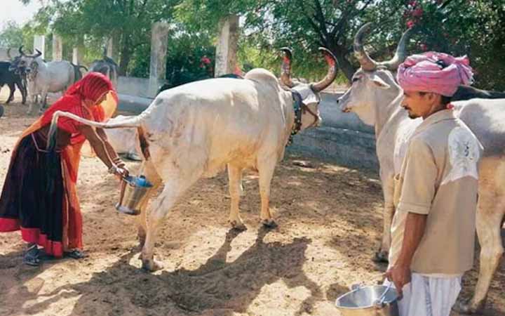 ভারতে সরকারিভাবে গোমূত্র সংগ্রহ শুরু, লিটার প্রতি ২০ রুপি