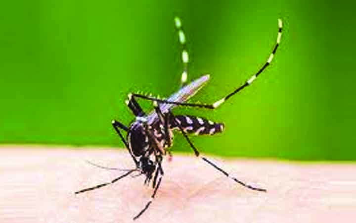 ডেঙ্গুবাহী এডিস মশার আচরণ বদলে গেছে