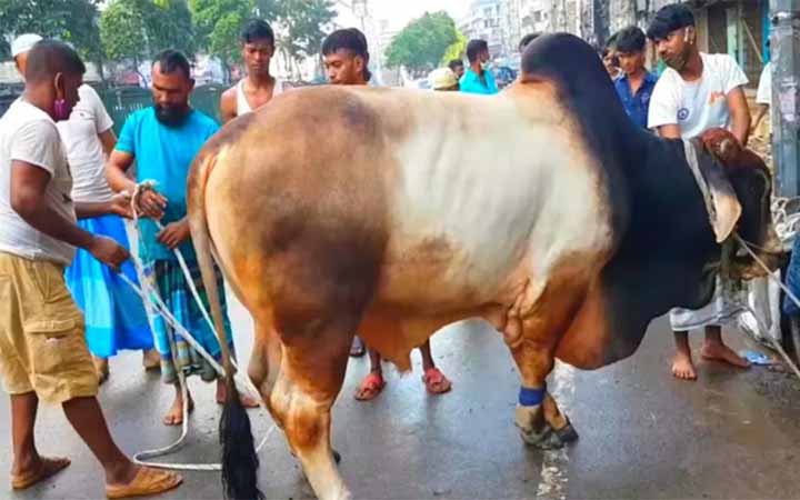 মাসয়ালাঃ হারাম উপার্জনকারীর সঙ্গে কোরবানি করা যাবে?