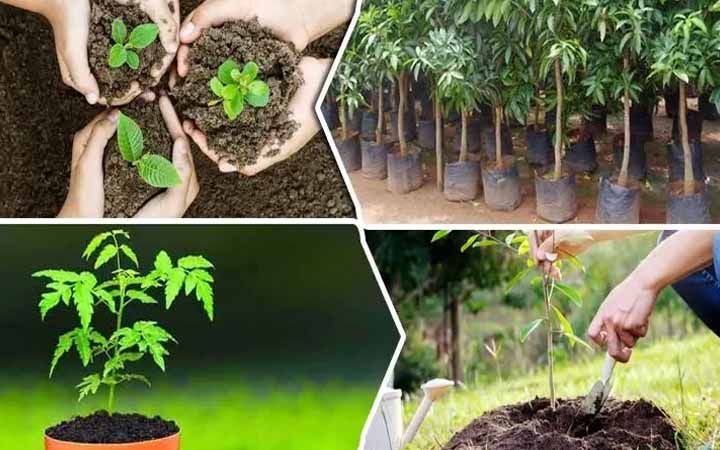 ইসলামে গাছ লাগানোর গুরুত্ব ও ফজিলত