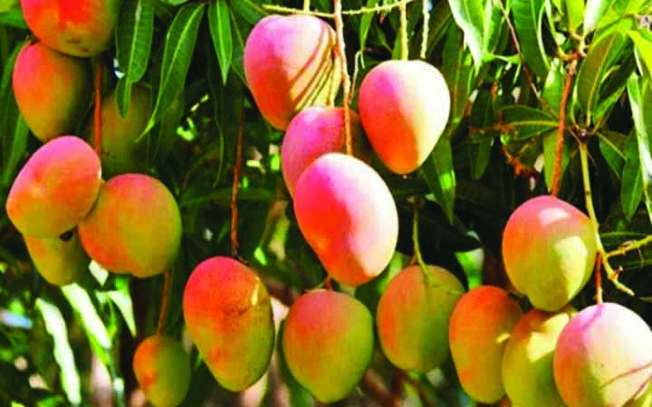 যে পরিমাণ আম খেলে শরীরের ক্ষতি হবে না