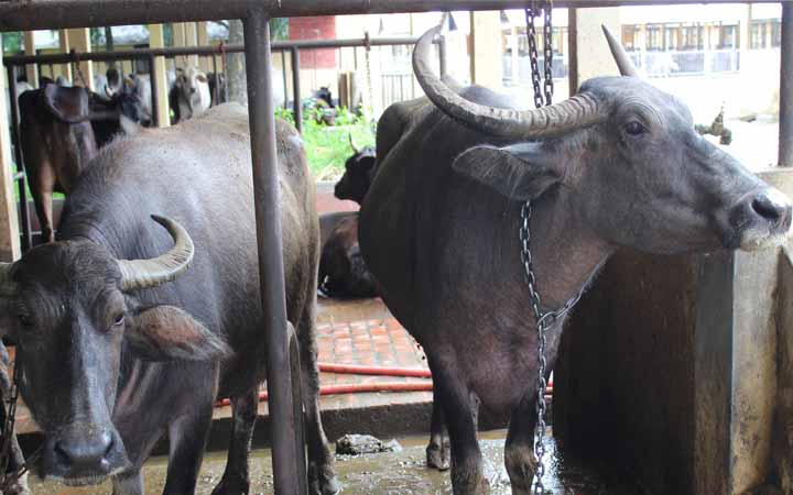 মাসয়ালাঃ মহিষ দিয়ে কি কোরবানি করা জায়েজ?