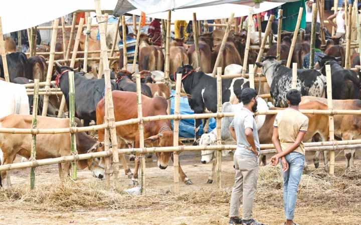 রাজধানীতে আজ থেকে কোরবানির পশু বিক্রি শুরু