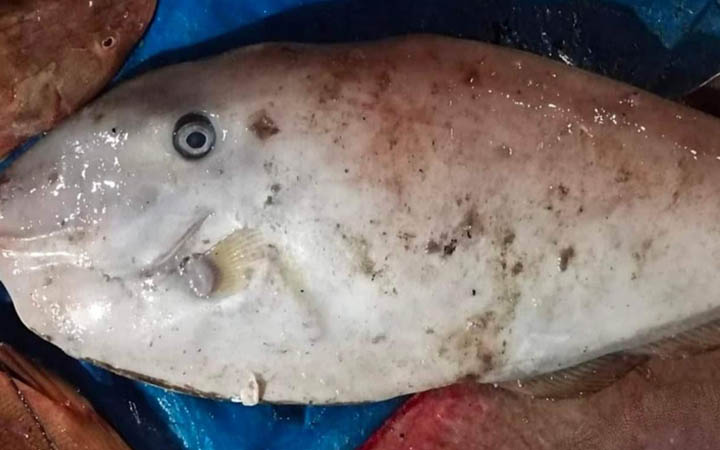 মেঘনায় ধরা পড়লো বিরল প্রজাতির মাছ