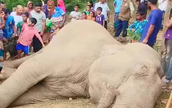 বৈদ্যুতিক তারে জড়িয়ে বন্য হাতির মৃত্যু