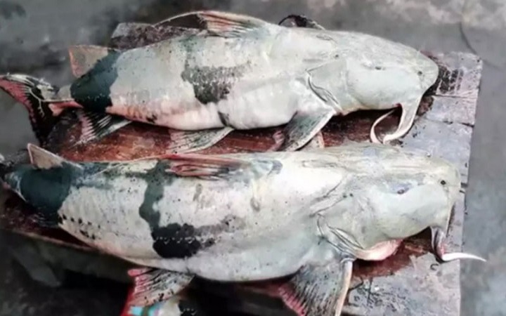 গোমতী নদীতে ধরা পড়ল বিশালাকৃতির দুই বাঘাইড়