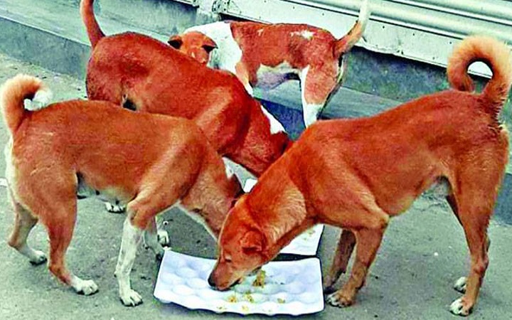 ১৫ কুকুরকে ৩ মাস খাওয়ানোর শর্তে আসামির মুক্তি