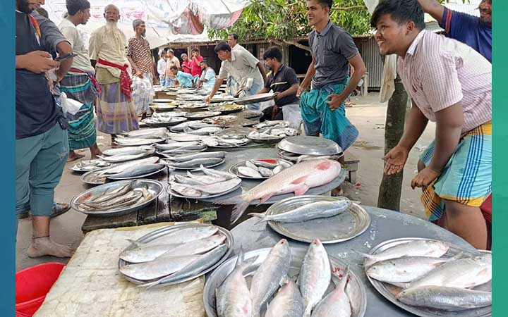 পদ্মার তীরে টাটকা মাছের জমজমাট বাজার, দিনে বিক্রি ৫০ লাখ!