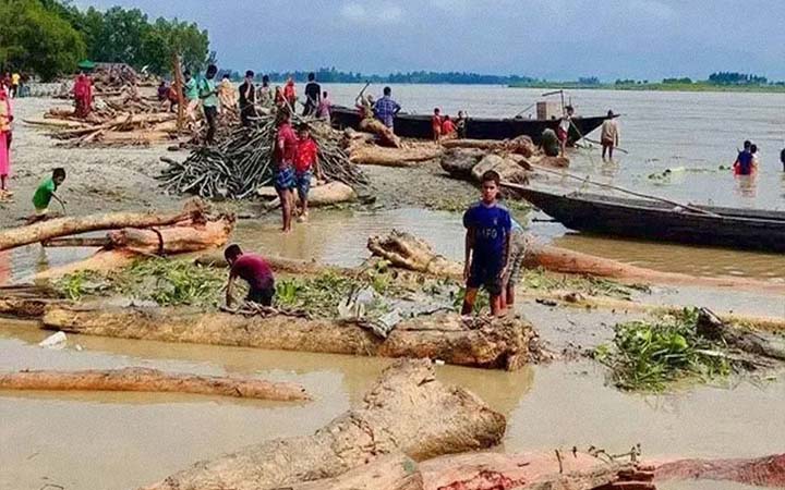 কুড়িগ্রামে ‘লাল চন্দন’ ভেবে বিক্রি হচ্ছে নদীতে ভেসে আসা গাছের গুঁড়ি