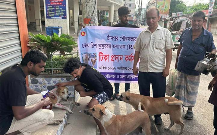 চাঁদপুরে পথকুকুরকে দেওয়া হচ্ছে জলাতঙ্ক টিকা