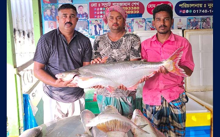 পদ্মার এক পাঙাশ বিক্রি হলো ৬৭ হাজার টাকায়