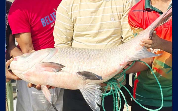 পদ্মার এক কাতলার দাম ৫৫ হাজার টাকা