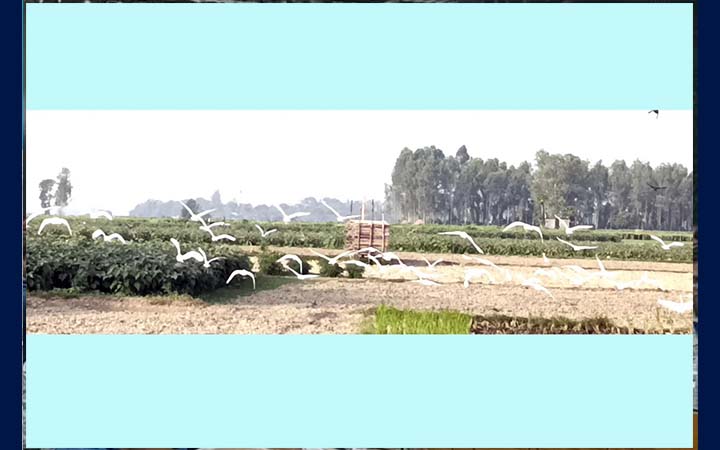 মানিকগঞ্জে খাবারের সন্ধানে সাদা বক