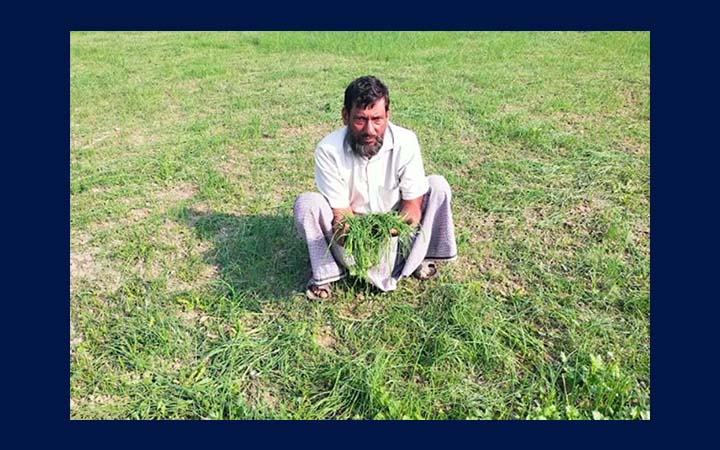কুষ্টিয়ায় কৃষকের পেঁয়াজের চারা কেটে দিল দুর্বৃত্তরা