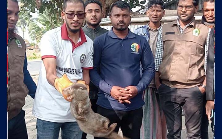 পটুয়াখালীতে বিপন্ন প্রজাতির ভোদর উদ্ধার