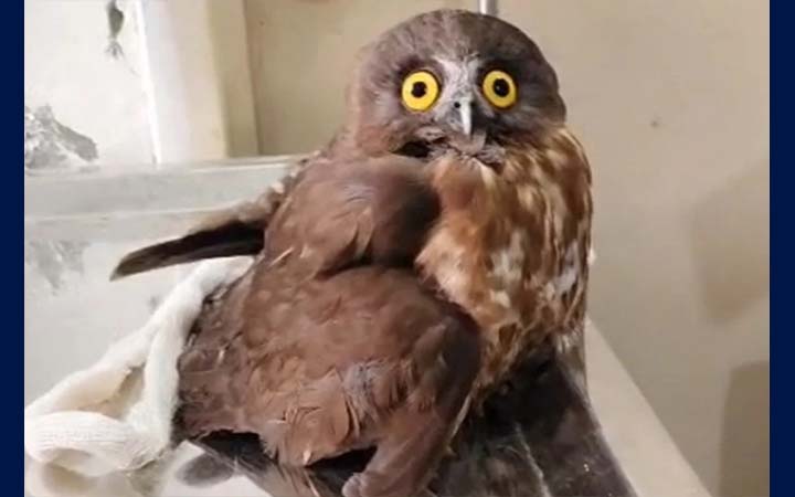 কলাপাড়ায় বিরল প্রজাতির ব্রাউন বুবক উদ্ধার