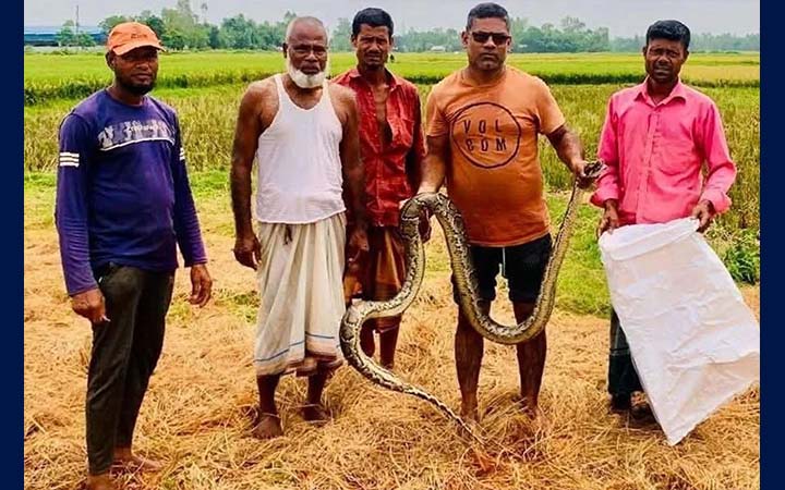 শ্রীমঙ্গলের হাইল হাওড়ে জালে ধরা পড়ল অজগর