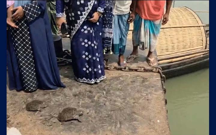 সোনারগাঁয়ে পাচারকালে ১৩ কচ্ছপ উদ্ধার, জরিমানা