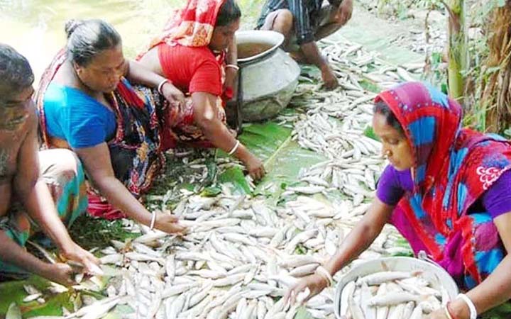 বাগেরহাটে মাছের খামারে দুর্বৃত্তদের বিষ