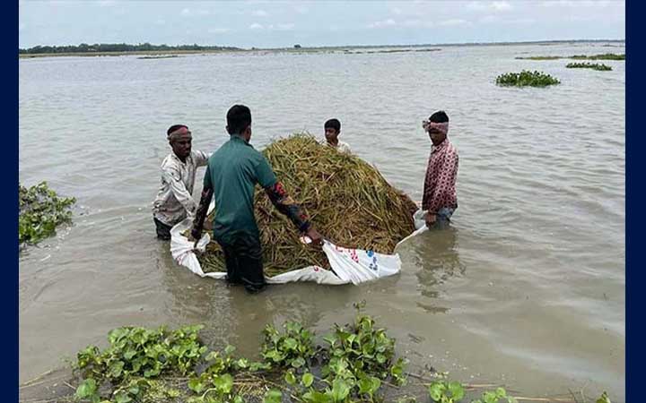 হাওরের পানিতে ডুবছে ধান, বাঁচাতে মরিয়া কৃষকরা