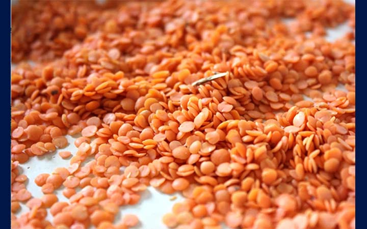 ৭২ কোটি ৫৩ লাখ টাকায় কেনা হচ্ছে ৯ হাজার টন মসুর ডাল